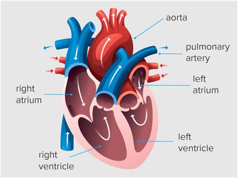 end diastolic volume chart.